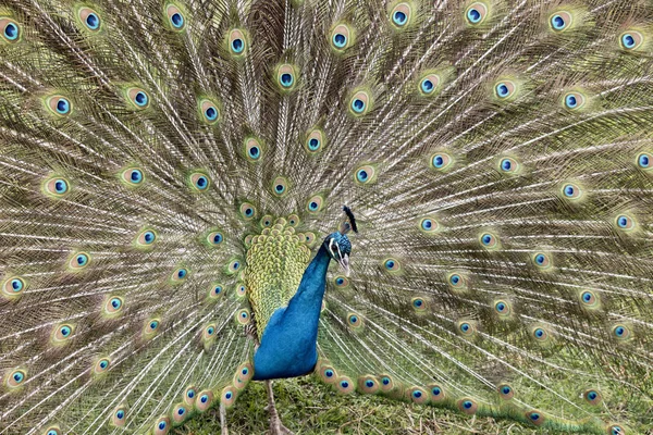 Bir tavus kuşuna yaklaş — Stok fotoğraf