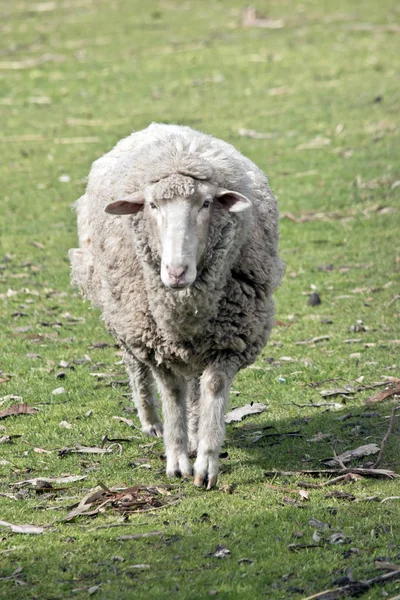 Nahaufnahme eines Schafes — Stockfoto