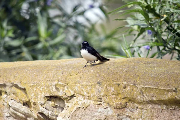 Willy Wagtail está descansando en una pared — Foto de Stock