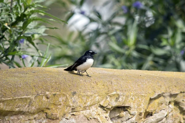 Willy wagtail odpoczywa na ścianie — Zdjęcie stockowe