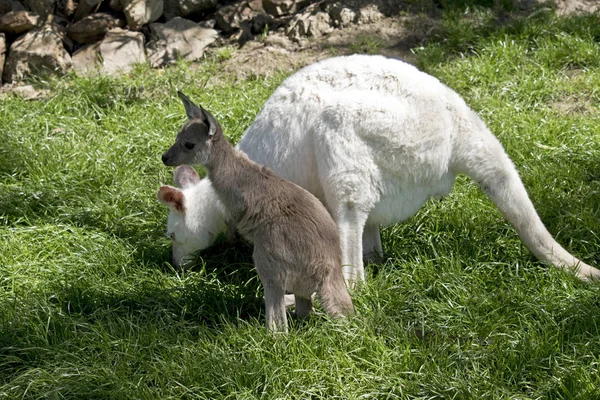 Albino wallaby en bruin joey — Stockfoto