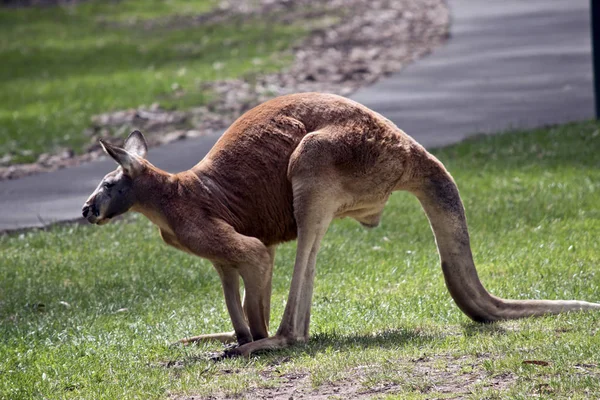 Vermelho canguru vista lateral — Fotografia de Stock