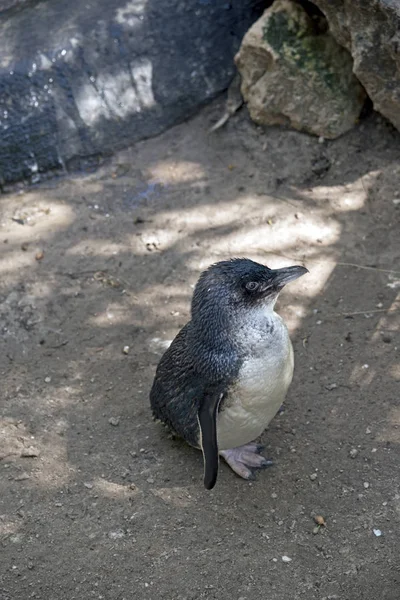 Pingüino de cerca — Foto de Stock