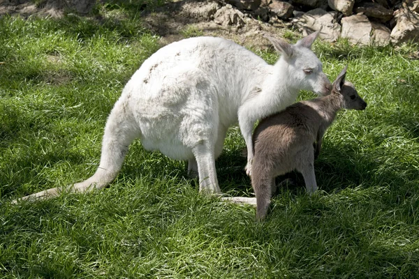 Albino wallaby y marrón joey —  Fotos de Stock