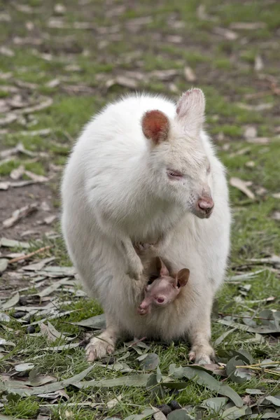 Albino wallaby en joey — Stockfoto