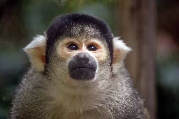 Macaco-esquilo-de-cabeça-preta — Fotografia de Stock