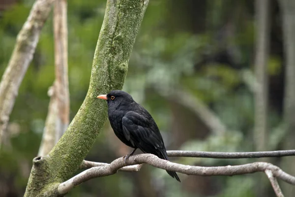 Pássaro preto empoleirado — Fotografia de Stock