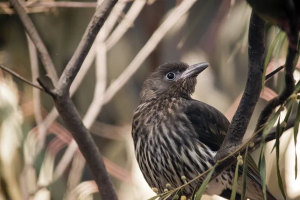 Feigenvogelweibchen aus nächster Nähe — Stockfoto