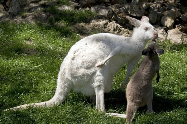 Albino wallaby e marrom joey beijando — Fotografia de Stock