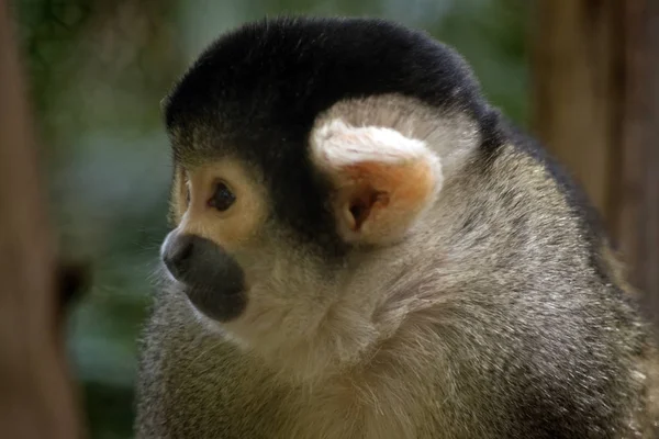 Mono de ardilla con gorra negra —  Fotos de Stock