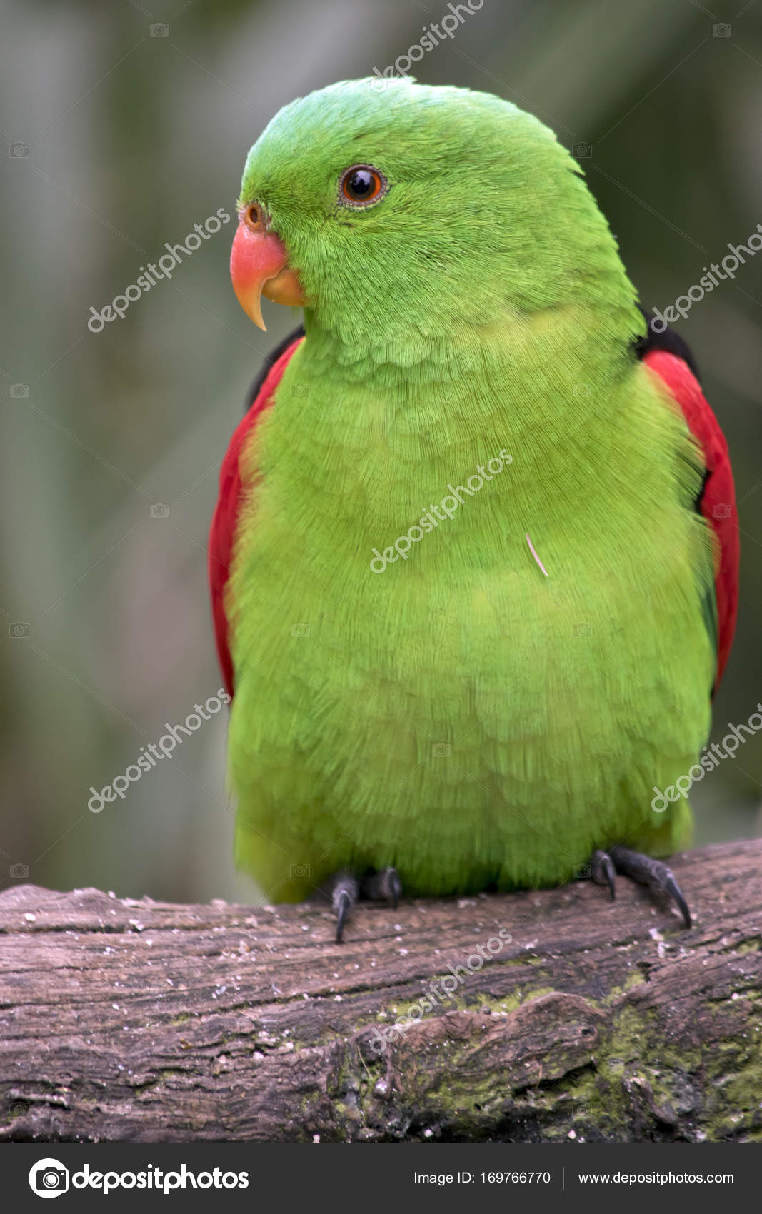 birds red wing amazon