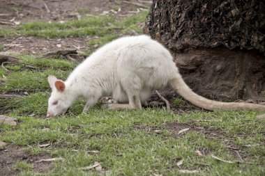 Albino kanguru ve joey