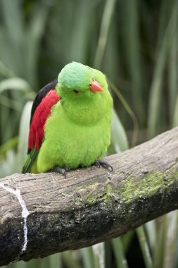 Kırmızı kanatlı papağan