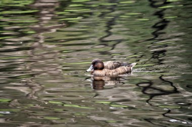 Kahverengi ördek Yüzme