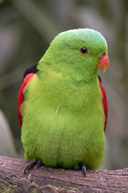 Kırmızı kanatlı papağan