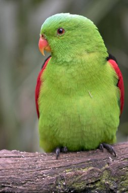 Kırmızı kanatlı papağan