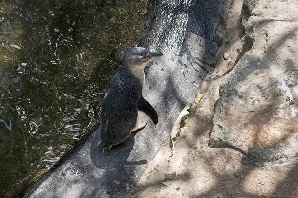 Pingüino de cerca — Foto de Stock