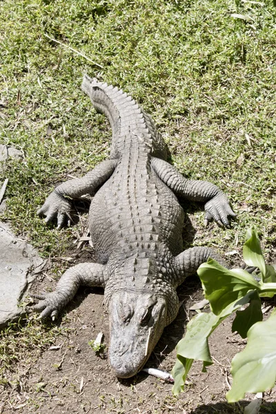 Alligators close up — Stock Photo, Image