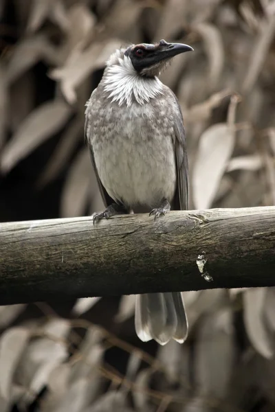 Шумная птица-монах — стоковое фото