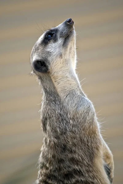 Meerkat tetikte — Stok fotoğraf