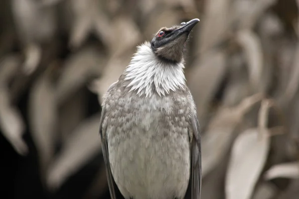 Lawaaierige frater vogel — Stockfoto