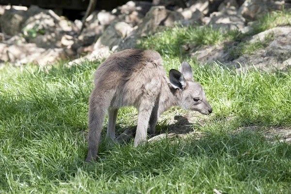 Kangaroo-eiland kangoeroe joey — Stockfoto