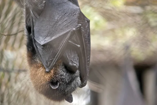 fruit bat  resting