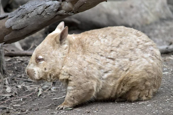 Haarige Nasenwombat — Stockfoto