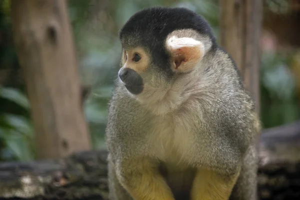 Macaco-esquilo-de-cabeça-preta — Fotografia de Stock