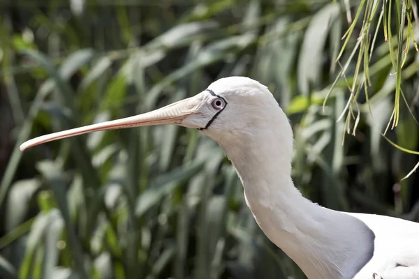 Espátula amarilla cerca —  Fotos de Stock