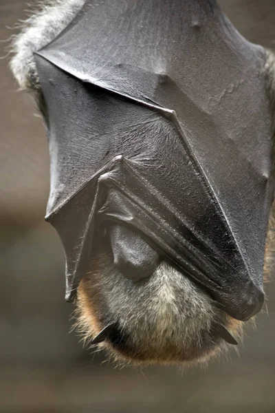 fruit bat close up