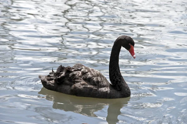 Cisne negro australiano — Fotografia de Stock