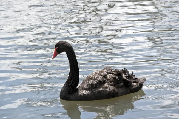 Cisne negro australiano —  Fotos de Stock