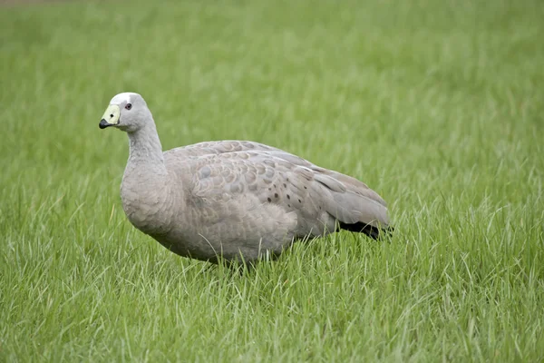 Cape Barren Goose — Stock Photo, Image