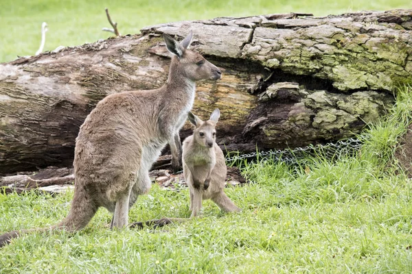 Canguru cinzento oriental e joey — Fotografia de Stock