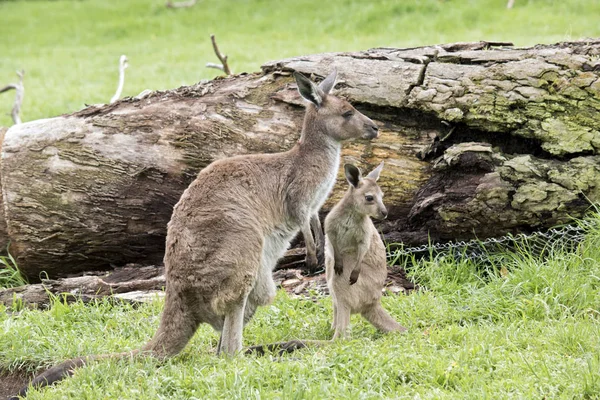 Eastern Grey Känguru und joey — Stockfoto