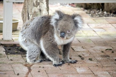 Avustralyalı bir koala