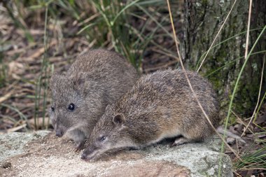 potoroos are eating clipart