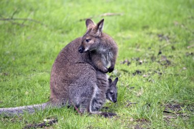 Kırmızı boyun wallaby