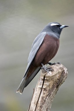 Beyaz kaşlı woodswallow