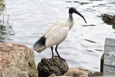 white ibis side view clipart