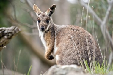joey sarı ayaklı rock wallaby