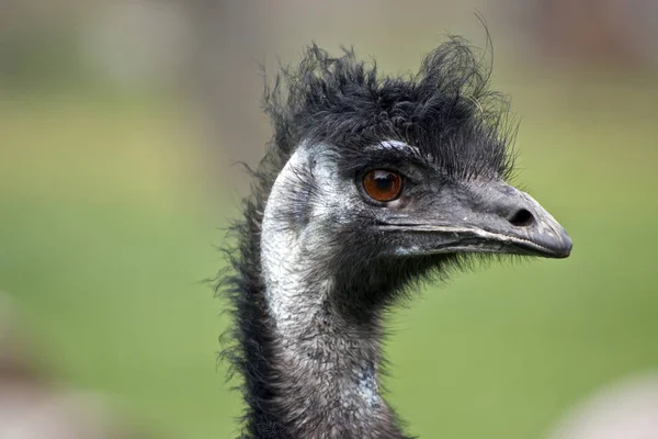 Emu close up — Stock Photo, Image