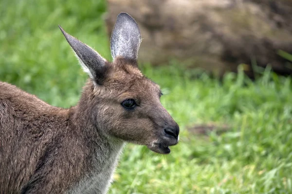 Australiensisk känguru-ön kangaroo — Stockfoto