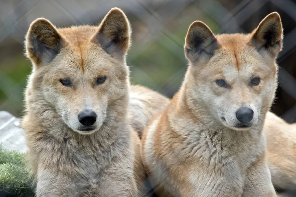 Australian golden dingos — Stock Photo, Image