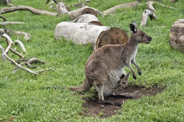 Kangaroo-eiland kangoeroe en joey — Stockfoto