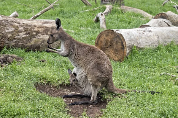 Kangaroo-eiland kangoeroe en joey — Stockfoto