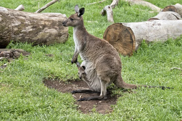 Känguru-ön kangaroo och joey — Stockfoto