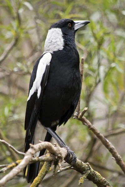 Pássaro magpie australiano — Fotografia de Stock