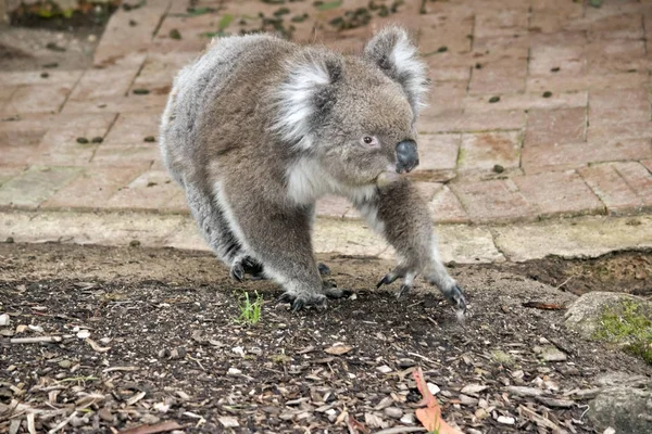 Un koala australiano — Foto Stock
